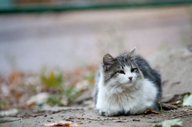 Котовторник 05.10.21 г