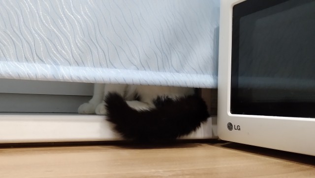 Солнце котовторника уже встало, Господа!