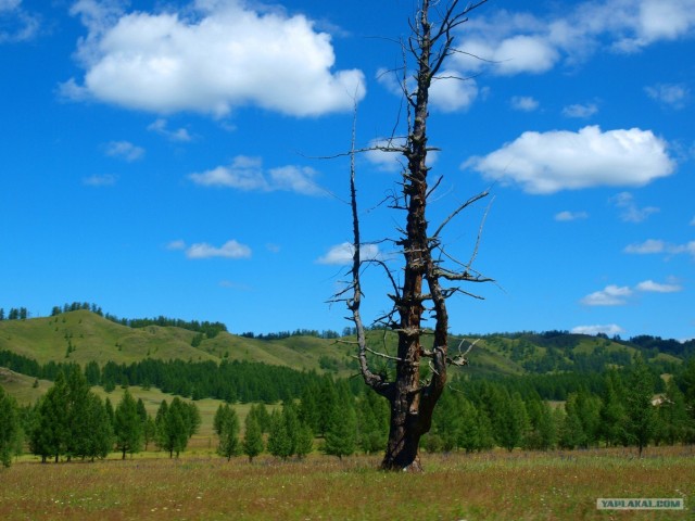 В ноябре на Алтае 2010г.