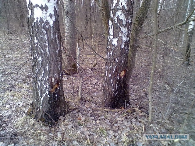 СОК Берёз и клёнов