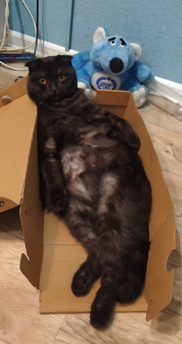 Котовторник ведь начался!