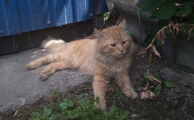 Котовторник 19.07.22