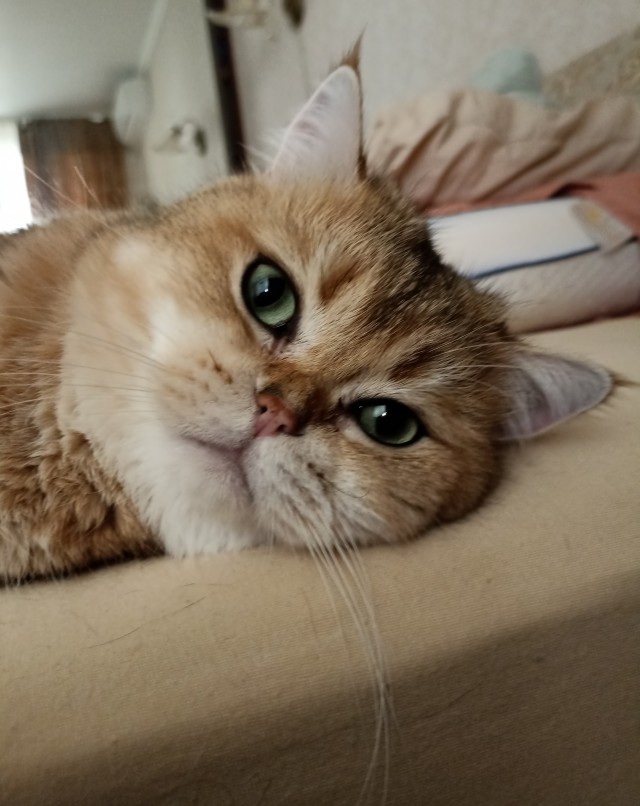 Прогнать кота невозможно