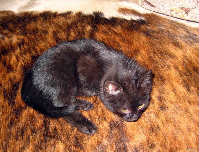 Котейко в добрые руки