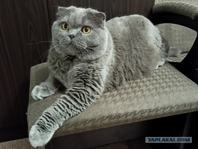 Шерстяной котовторник. Октябрь 2022