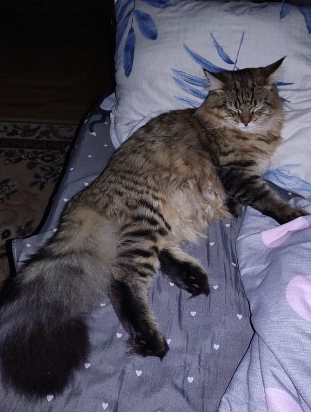 К котовторнику