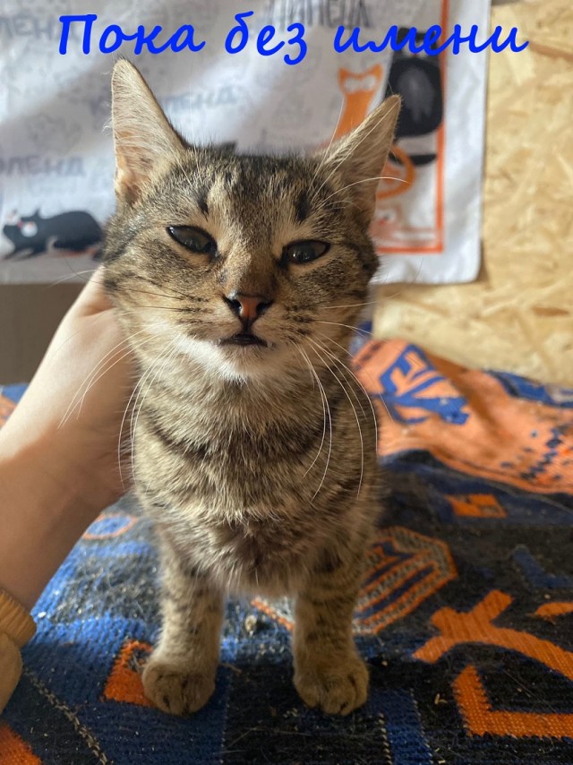 Жизнь домашнего приюта "Котоленд" 376