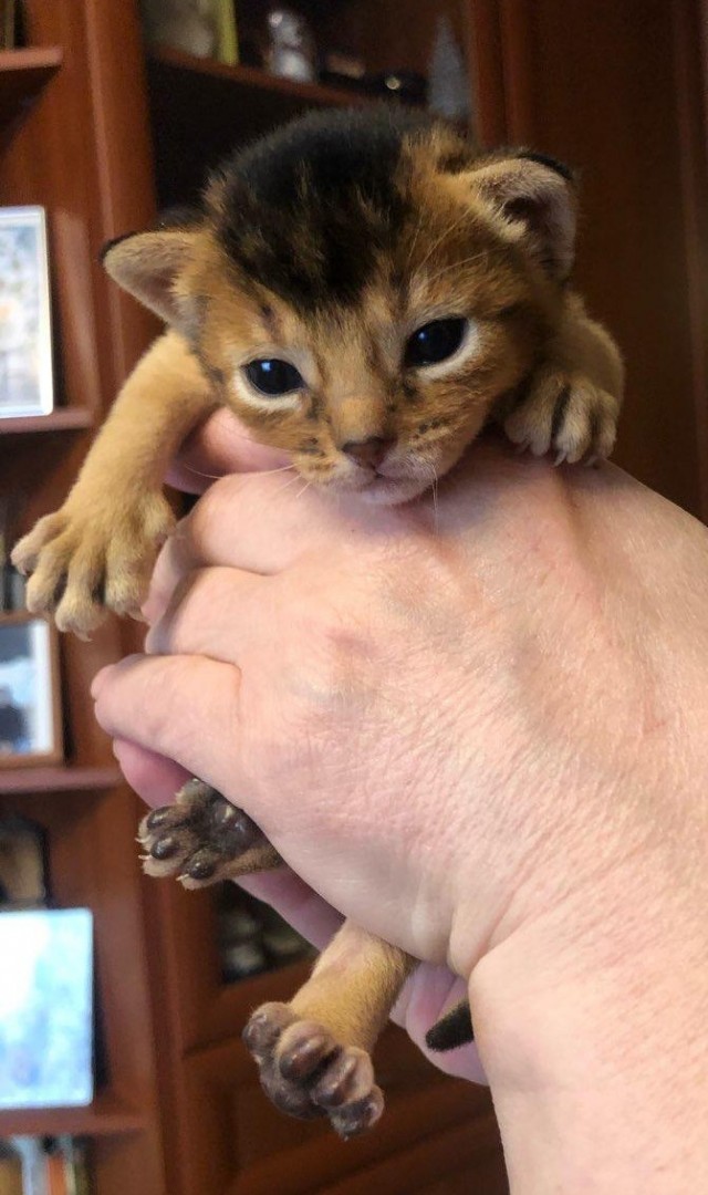 Котовторнику посвящается!