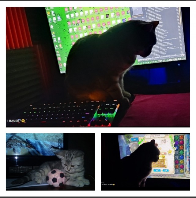 Ловушки для котов