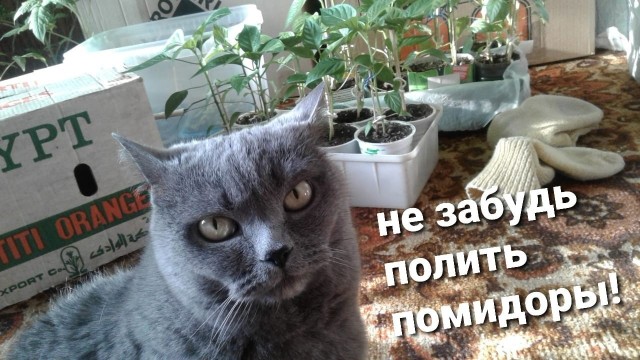 Эти кошки упрямее барана: ТОП-7 пород со скверным характером