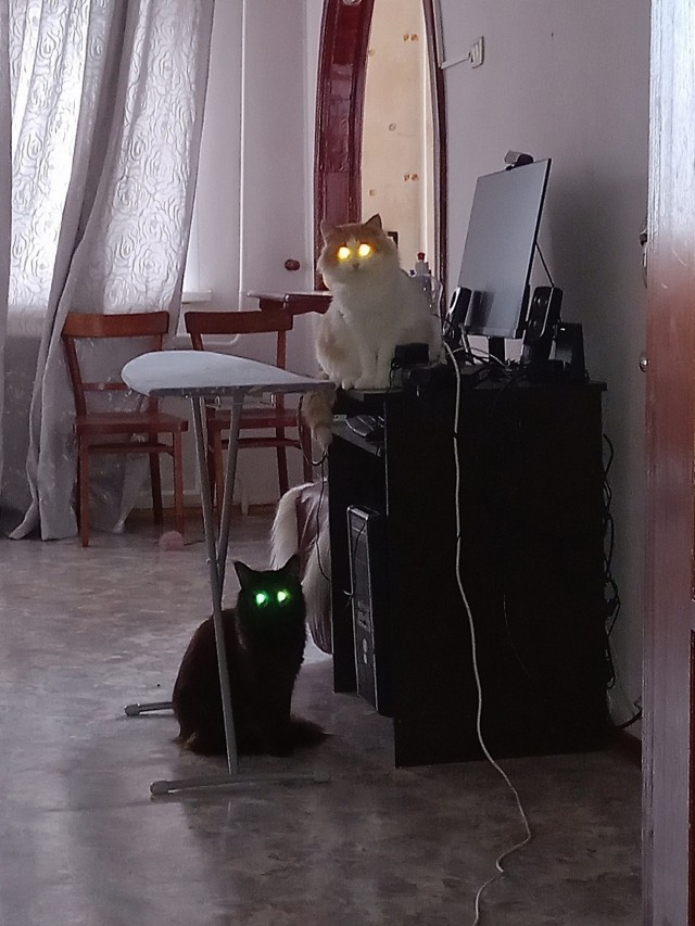 Все собаки дураки!