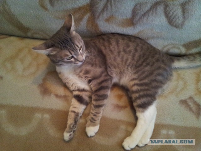 Котовторник 21.05.2013