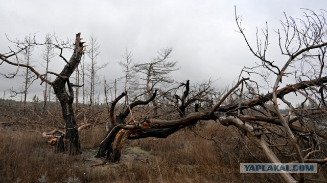 ЛНР: на восстановление лесов после боевых действий понадобится более сотни лет