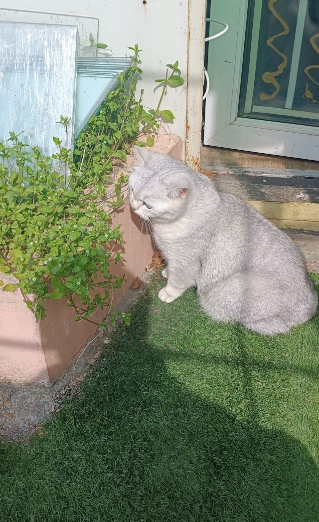 Кото диета.