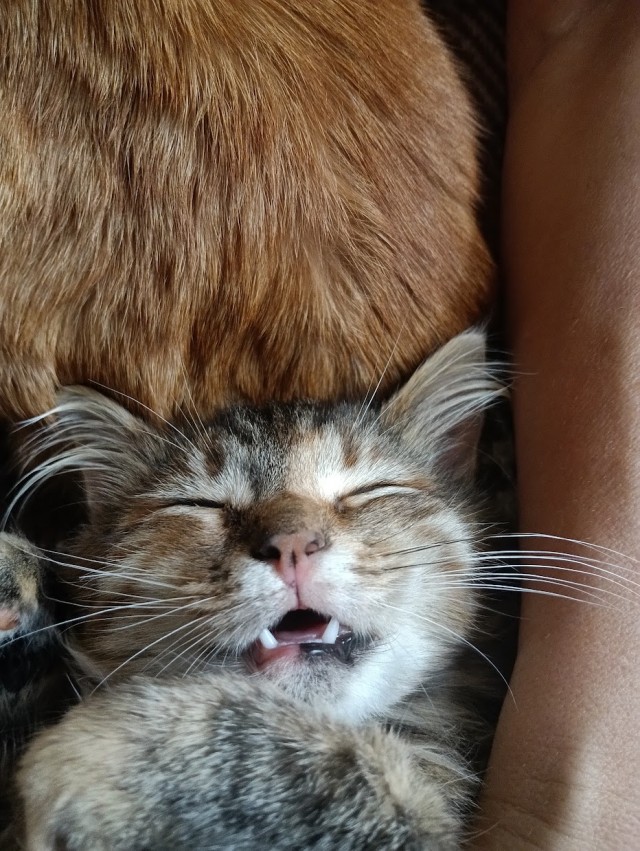 Это что, котовторник?