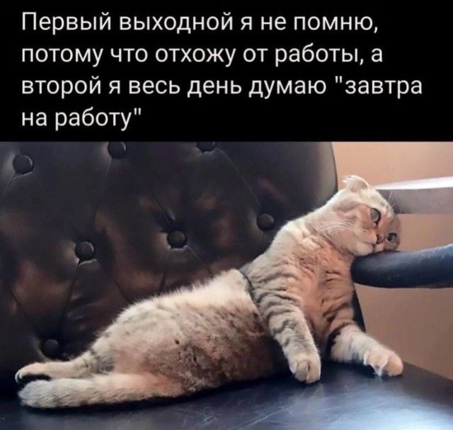 Девушка попросила в Хвиттере остальных скинуть любимые мемы с котами