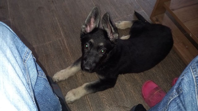 Поздравляйте с моим первым собакеным