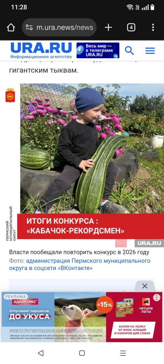 Власти Пермского округа нашли дачника с самым длинным кабачком