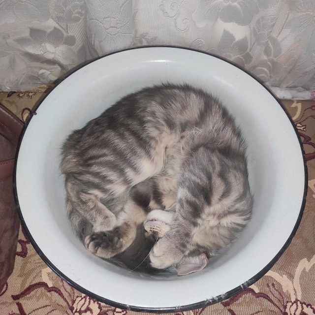 Два сонных пирожка