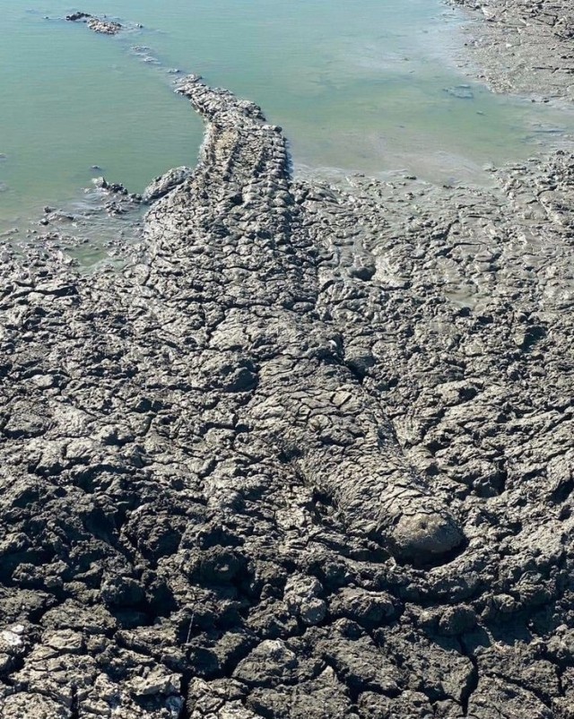Случайный камуфляж животных