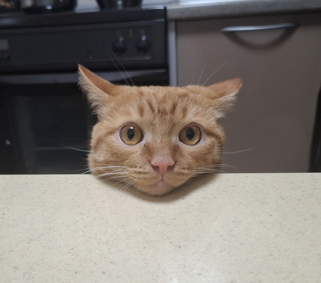 Кошка, друг человека