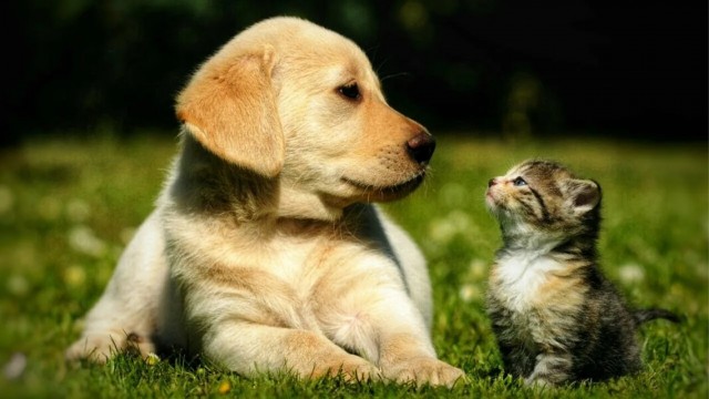 Ликбез по кошкам и собакам