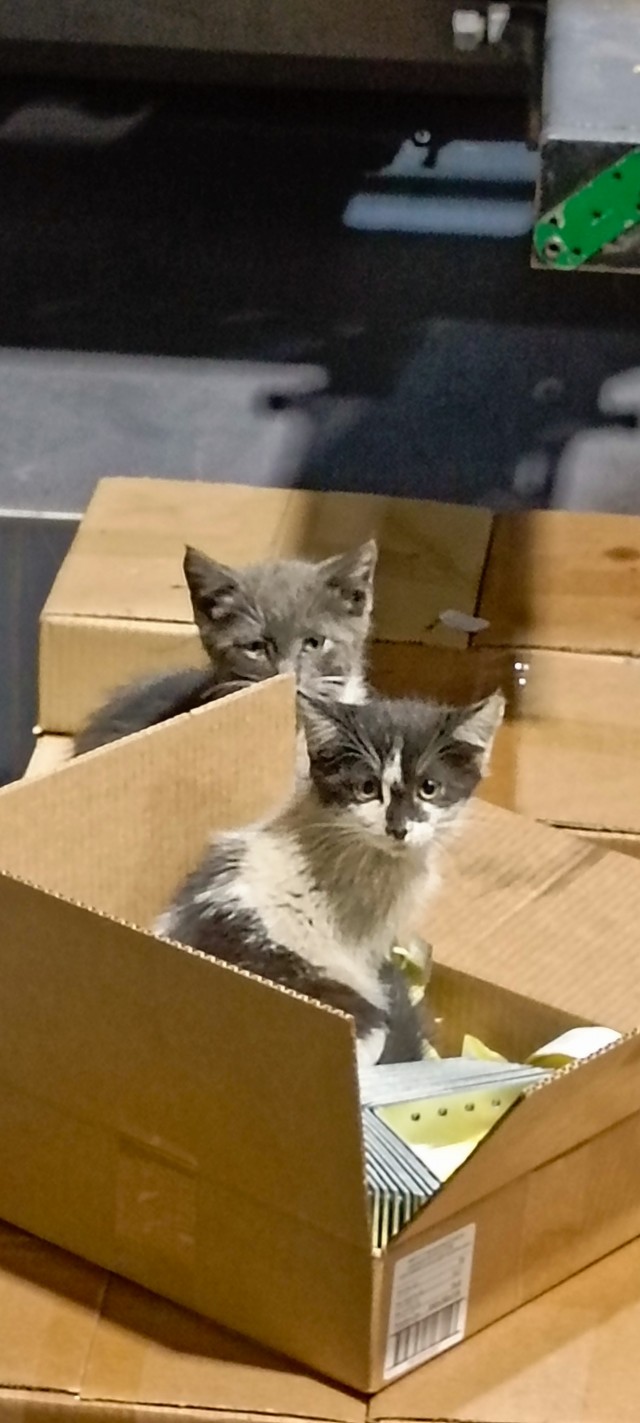 Мужчины и кошачья любовь