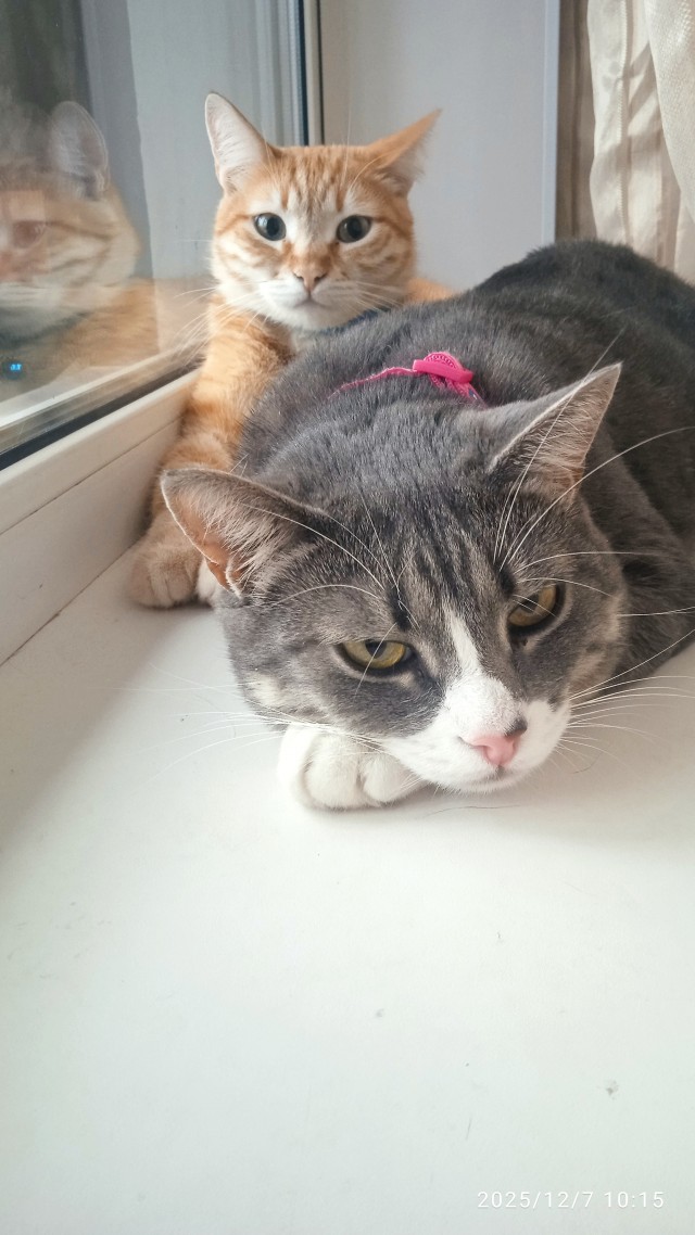 К котовторнику