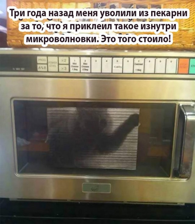 Котик потерялся