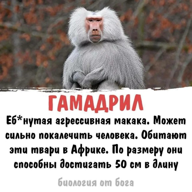 Картинки для деградации 121 (разной степени свежести)