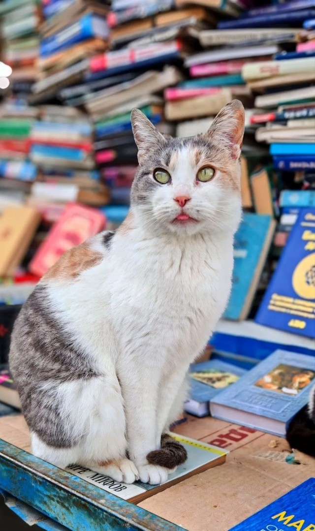 Красивое для котовторника