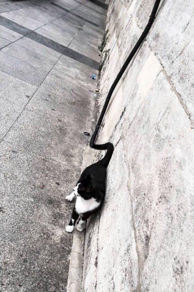 Удачные ракурсы и оптические илюзии