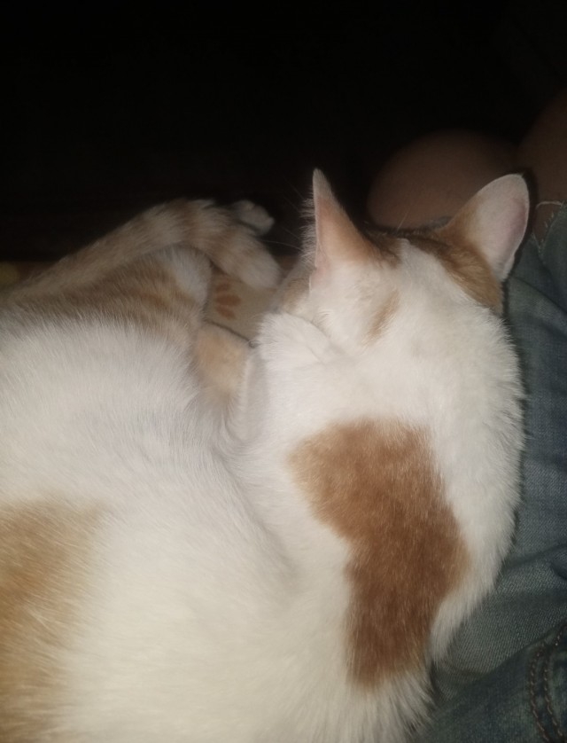 Кот пердит..