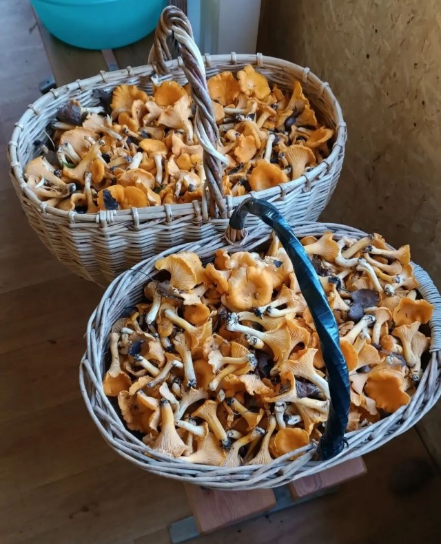 Лисички.