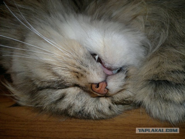 Котовторник  28.01.14