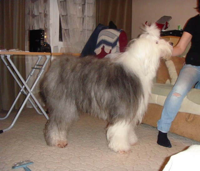 На радость хозяину!