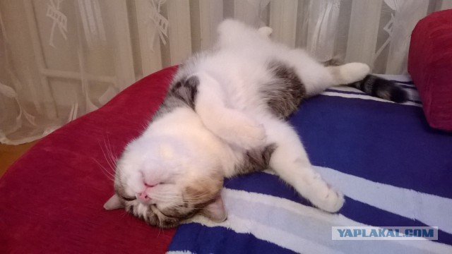 Котовторник 22.04.2014