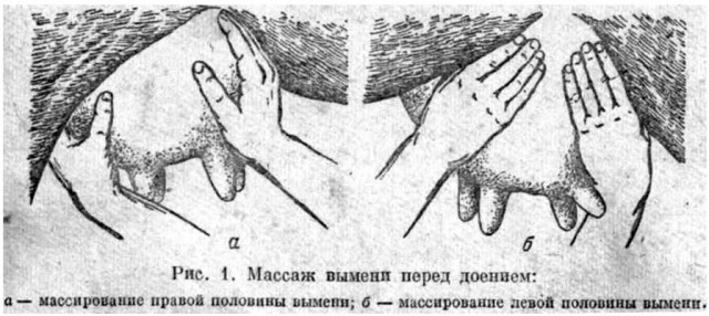 Покажу ВЫМЯ!