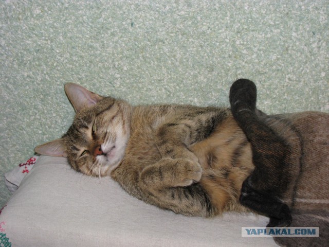 Котовторник 05.08.2014
