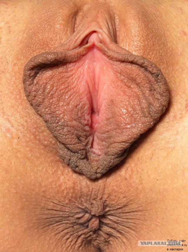 Пися-бабочка!