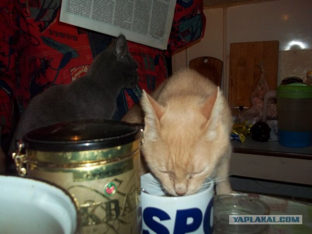 Жизнь домашнего приюта для котеек 34
