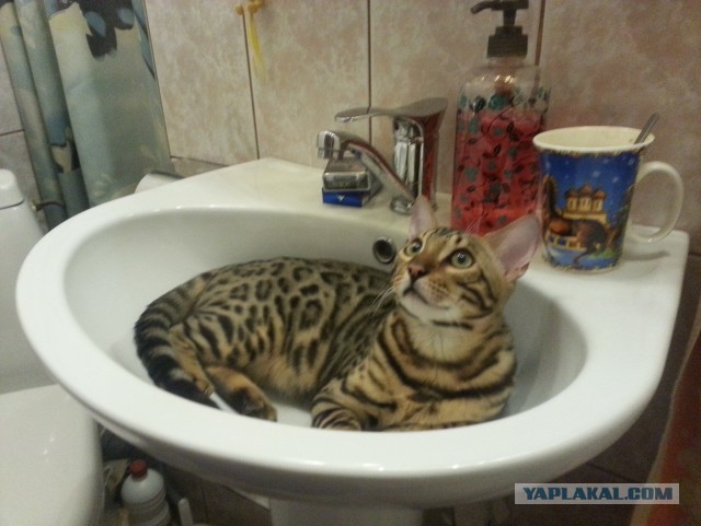 Котовторник 25.11.2014