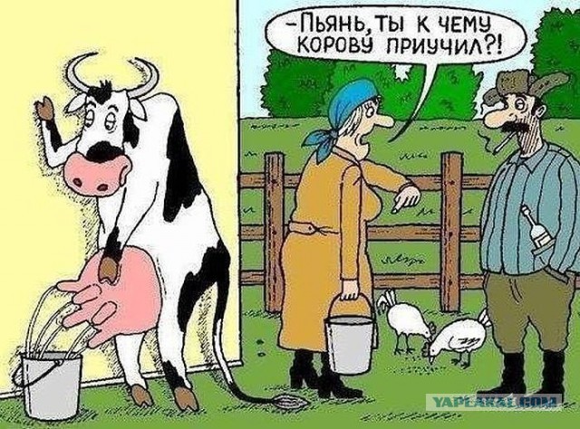 Весёлое из сети