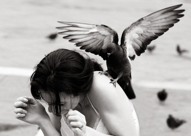 Наглые пернатые морды