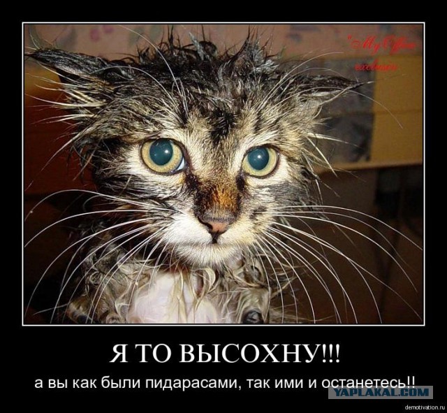 Известные котомемы.