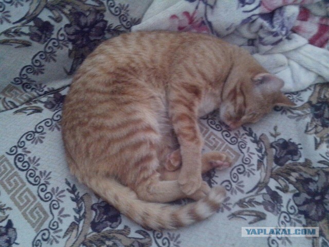 Котовторник 30,06, 2015
