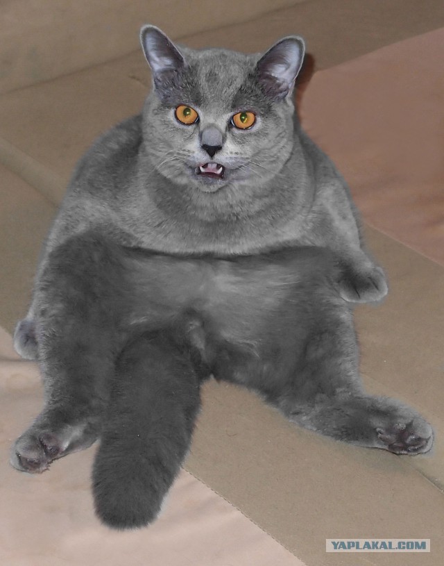 Котовторник на вторник, Котовторник