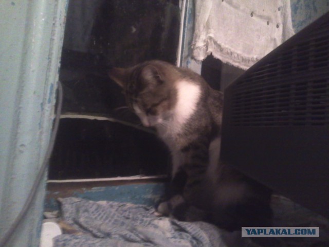 Котовторник 29-09-2015,
