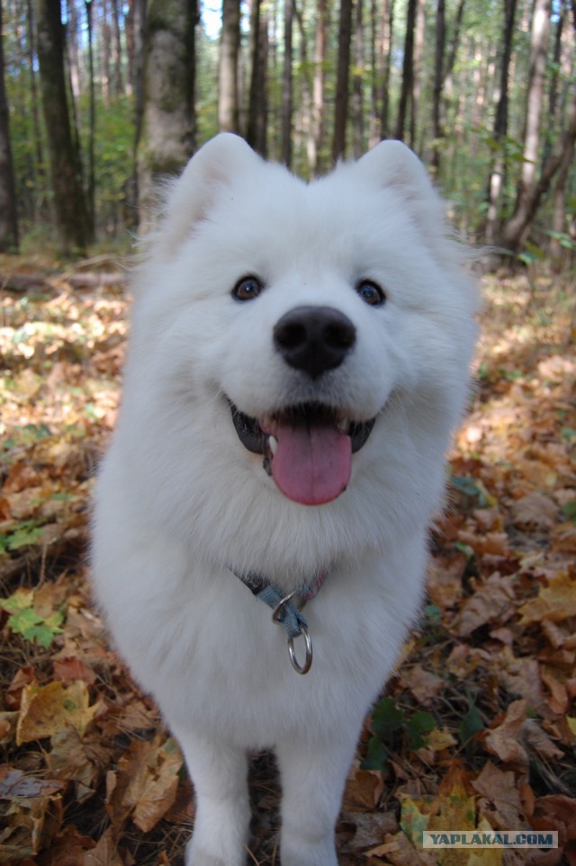 Собакочетверг же, ау!