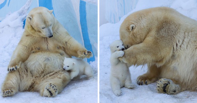 Белая медведица Герда вывела своего малыша из берлоги
